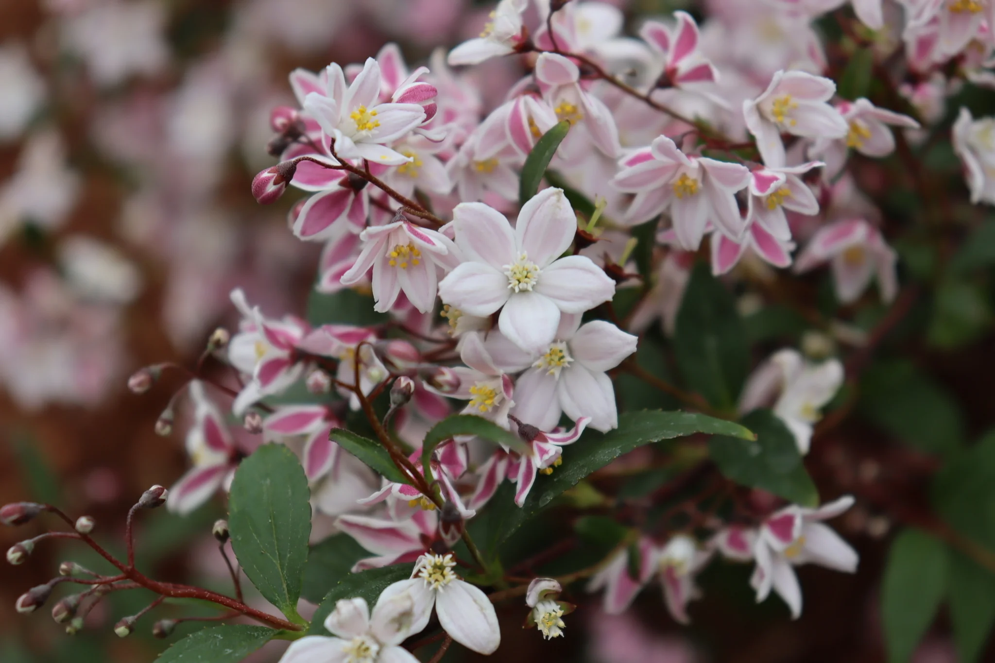 Yuki Kabuki™ Deutzia - Image 2