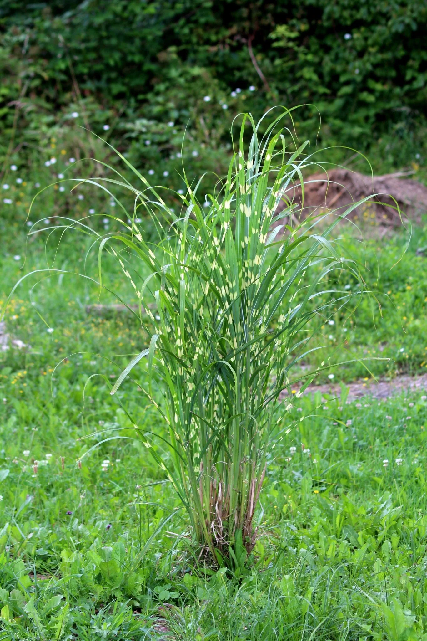 Zebra Grass - Image 2